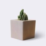 cactus2 free img 300x300.jpg